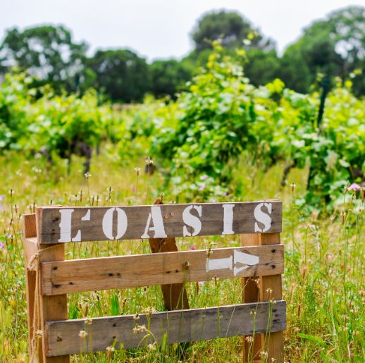 Retour sur ....  à la découverte de l'Oasis de Flaugergues,  ferme urbaine collaborative portée par Sébastien Girault ! 