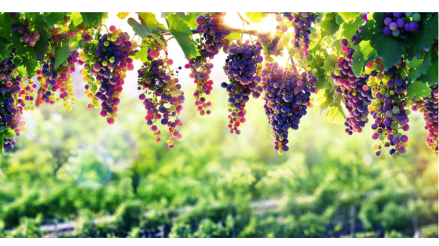 Tout savoir sur le Beaujolais  avec NEOMA Wine & Spirits !